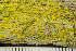  ( - O-L-239035)  @11 [ ] by-nc (2023) Einar Timdal University of Oslo, Natural History Museum