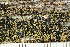  ( - O-L-239047)  @11 [ ] by-nc (2023) Einar Timdal University of Oslo, Natural History Museum