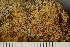  ( - O-L-239285)  @11 [ ] by-nc (2023) Einar Timdal University of Oslo, Natural History Museum