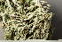  (Cladonia glauca - O-L-239300)  @11 [ ] by-nc (2023) Einar Timdal University of Oslo, Natural History Museum