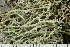  ( - O-L-241870)  @11 [ ] by-nc (2024) Einar Timdal University of Oslo, Natural History Museum