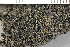  ( - O-L-241880)  @11 [ ] by-nc (2024) Einar Timdal University of Oslo, Natural History Museum