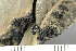  ( - O-L-241881)  @11 [ ] by-nc (2024) Einar Timdal University of Oslo, Natural History Museum
