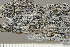  ( - O-L-243652)  @11 [ ] by-nc (2024) Einar Timdal University of Oslo, Natural History Museum