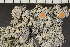  ( - O-L-243653)  @11 [ ] by-nc (2024) Einar Timdal University of Oslo, Natural History Museum