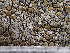  (Rufoplaca scotoplaca - O-L-243677)  @11 [ ] by-nc (2024) Reidar Haugan University of Oslo, Natural History Museum