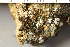  ( - O-L-243836)  @11 [ ] by-nc (2024) Einar Timdal University of Oslo, Natural History Museum