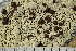  ( - O-L-243884)  @11 [ ] by-nc (2025) Einar Timdal University of Oslo, Natural History Museum