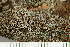  ( - O-L-245297)  @11 [ ] by-nc (2024) Einar Timdal University of Oslo, Natural History Museum