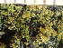  (Candelariella pacifica - O-L-246558)  @11 [ ] by-nc (2025) Reidar Haugan University of Oslo, Natural History Museum