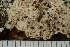  ( - TRH-L-11304)  @11 [ ] by-nc (2020) Einar Timdal Natural History Museum, University of Oslo, Norway