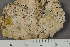  ( - TRH-L-23819)  @11 [ ] by-nc (2020) Einar Timdal Natural History Museum, University of Oslo, Norway