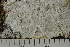  ( - TRH-L-24302)  @11 [ ] by-nc (2020) Einar Timdal Natural History Museum, University of Oslo, Norway