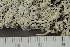  ( - TRH-L-28738)  @11 [ ] by-nc (2020) Einar Timdal Natural History Museum, University of Oslo, Norway