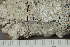  ( - TRH-L-28755)  @11 [ ] by-nc (2020) Einar Timdal Natural History Museum, University of Oslo, Norway