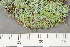  (Cladonia chlorophaea - TRH-L-28995)  @11 [ ] by-nc (2020) Einar Timdal Natural History Museum, University of Oslo, Norway