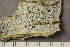  ( - TRH-L-37224)  @11 [ ] CreativeCommons - Attribution Non-Commercial (2019) Unspecified University of Oslo, Natural History Museum
