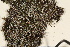  ( - TROM_L_1340157)  @11 [ ] CreativeCommons - Attribution Non-Commercial Share-Alike (2017) Unspecified Tromsø University Museum