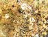  ( - TROM_L_42524)  @11 [ ] CreativeCommons - Attribution Non-Commercial Share-Alike (2017) Unspecified Tromsø University Museum