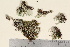  ( - TROM_L_42789)  @11 [ ] CreativeCommons - Attribution Non-Commercial Share-Alike (2017) Unspecified Tromsø University Museum