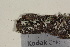  (Rinodina turfacea - TROM_L_46052)  @11 [ ] CreativeCommons - Attribution Non-Commercial Share-Alike (2017) Unspecified Tromsø University Museum
