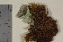  ( - TROM_L_46435)  @11 [ ] CreativeCommons - Attribution Non-Commercial Share-Alike (2017) Unspecified Tromsø University Museum