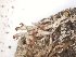  ( - TROM_L_48325)  @11 [ ] CreativeCommons - Attribution Non-Commercial Share-Alike (2017) Unspecified Tromsø University Museum