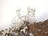  ( - TROM_L_52183)  @11 [ ] CreativeCommons - Attribution Non-Commercial Share-Alike (2017) Unspecified Tromsø University Museum