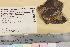  (Buellia bouvetii - TROM_L_560376)  @11 [ ] CreativeCommons - Attribution Non-Commercial Share-Alike (2016) Unspecified Tromsø University Museum