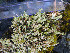  ( - TRH-L-WG2_2092)  @11 [ ] CreativeCommons - Attribution Non-Commercial (2016) Mika Bendiksby University of Oslo, Natural History Museum