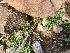  (Ruellia succulenta - BUITEMS-FKB-01)  @11 [ ] Unspecified (default): All Rights Reserved (2019) Razia Kanwal BUITEMS