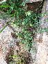  (Teucrium stocksianum - BUITEMS-FKB-09)  @11 [ ] Unspecified (default): All Rights Reserved (2019) Razia Kanwal BUITEMS