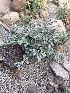  (Euphorbia inaequilatera - BUITEMS-FKB-19)  @11 [ ] Unspecified (default): All Rights Reserved (2019) Razia Kanwal BUITEMS