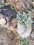  (Seddera hirsuta - BUITEMS-FKB-23)  @11 [ ] Unspecified (default): All Rights Reserved (2019) Razia Kanwal BUITEMS