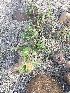  (Tribulus terrestris - BUITEMS-FKB-24)  @11 [ ] Unspecified (default): All Rights Reserved (2019) Razia Kanwal BUITEMS