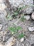 (Corchorus capsularis - BUITEMS-FKB-29)  @11 [ ] Unspecified (default): All Rights Reserved (2019) Razia Kanwal BUITEMS