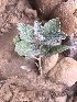  ( - BUITEMS-FKB-37)  @11 [ ] Unspecified (default): All Rights Reserved (2019) Razia Kanwal BUITEMS