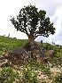  (Olea lancea - BUITEMS-FKB-39)  @11 [ ] Unspecified (default): All Rights Reserved (2019) Razia Kanwal BUITEMS