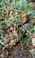  ( - BUITEMS-FKB-79)  @11 [ ] Unspecified (default): All Rights Reserved (2019) Razia Kanwal BUITEMS