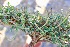  (Salvia santolinifolia - BUITEMS-FKB-87)  @11 [ ] Unspecified (default): All Rights Reserved (2019) Razia Kanwal BUITEMS