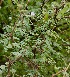  (Acacia modesta - BUITEMS-FKB-91)  @11 [ ] Unspecified (default): All Rights Reserved (2019) Razia Kanwal BUITEMS
