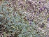  (Scutellaria petiolata - BUITEMS-SHIN-103)  @11 [ ] Unspecified (default): All Rights Reserved (2019) Saima Masood BUITEMS