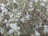 ( - BUITEMS-SHIN-110)  @11 [ ] Unspecified (default): All Rights Reserved (2019) Saima Masood BUITEMS