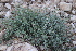  (Nepeta bracteata - BUITEMS-SHIN-114)  @11 [ ] Unspecified (default): All Rights Reserved (2019) Saima Masood BUITEMS