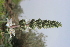  (Phlomis stewartii - BUITEMS-SHIN-138)  @11 [ ] Unspecified (default): All Rights Reserved (2019) Saima Masood BUITEMS
