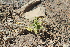  (Phlomidoschema - BUITEMS-SHIN-172)  @11 [ ] Unspecified (default): All Rights Reserved (2019) Saima Masood BUITEMS