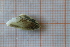  ( - OAT1FD5_Biv.MORPH-1_5)  @11 [ ] by-nc-nd (2023) Klaudyna Królikowska University of Lodz, Faculty of Biology and Environmental Protection