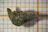  ( - OAT1FD5_Hir.MORPH-2_1)  @11 [ ] by-nc-nd (2023) Klaudyna Królikowska University of Lodz, Faculty of Biology and Environmental Protection