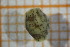  ( - OAT1FD5_Hir.MORPH-5_1)  @11 [ ] by-nc-nd (2023) Klaudyna Królikowska University of Lodz, Faculty of Biology and Environmental Protection