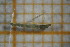  ( - OSB2JDR_Dip.MORPH-3_2)  @11 [ ] by-nc-nd (2023) Klaudyna Królikowska University of Lodz, Faculty of Biology and Environmental Protection